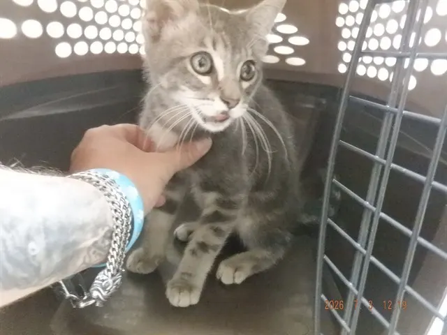Adoptable Cat