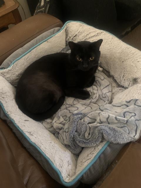 Panther