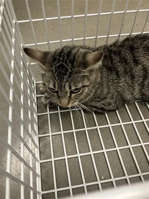 Adoptable Cat