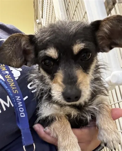 Adoptable Dog