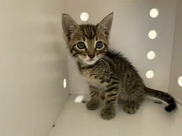 Loki - In Foster