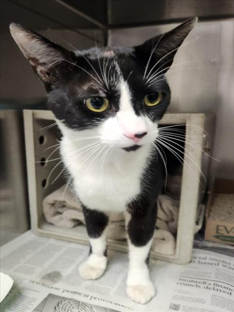 Adoptable Cat