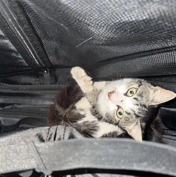 Adoptable Cat
