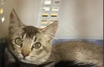 Adoptable Cat