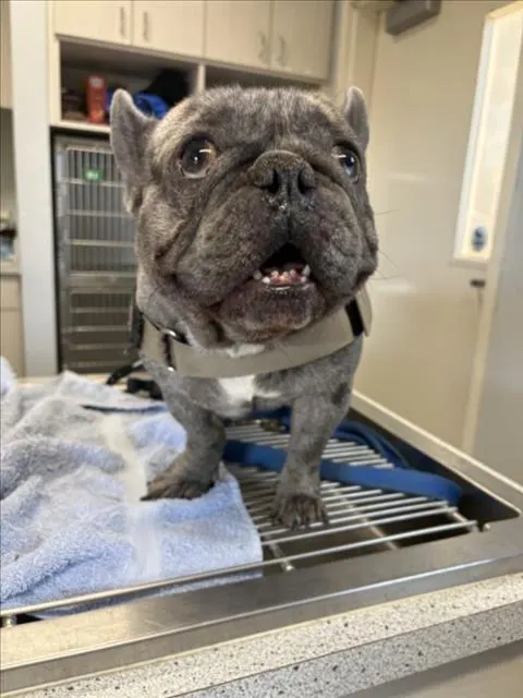 Adoptable Dog