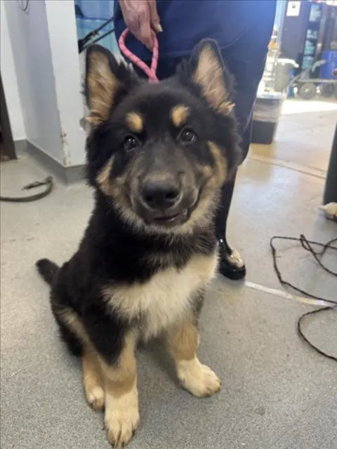 Adoptable Dog