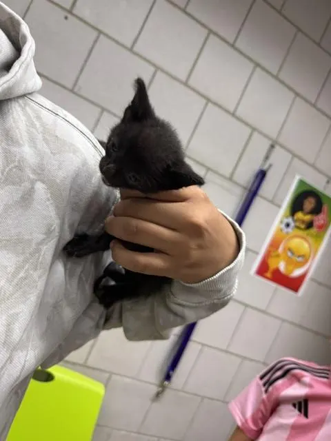 Adoptable Cat