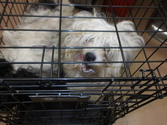 Adoptable Dog