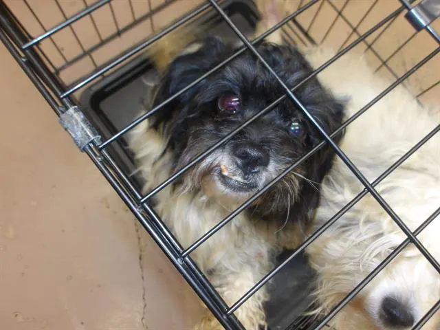 Adoptable Dog