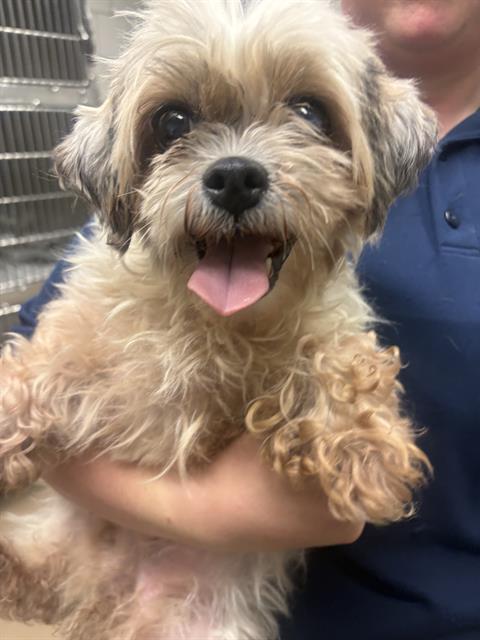 Adoptable Dog