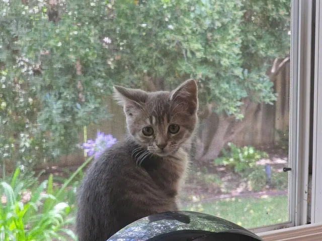 Smokey