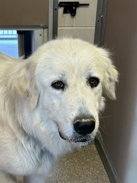 Alf