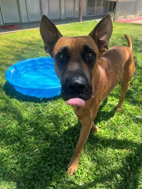 Marmaduke