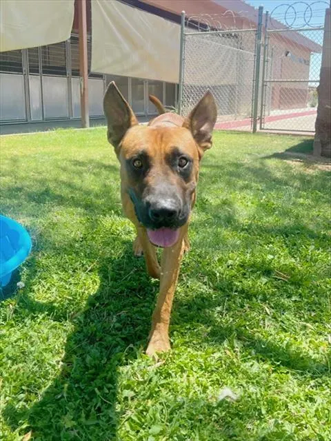 Marmaduke