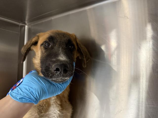 Adoptable Dog