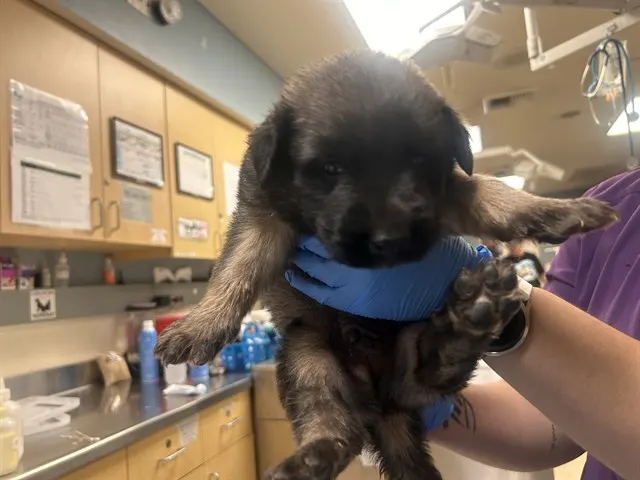 Perry The Puppy