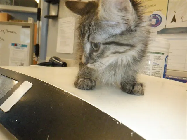 Mika