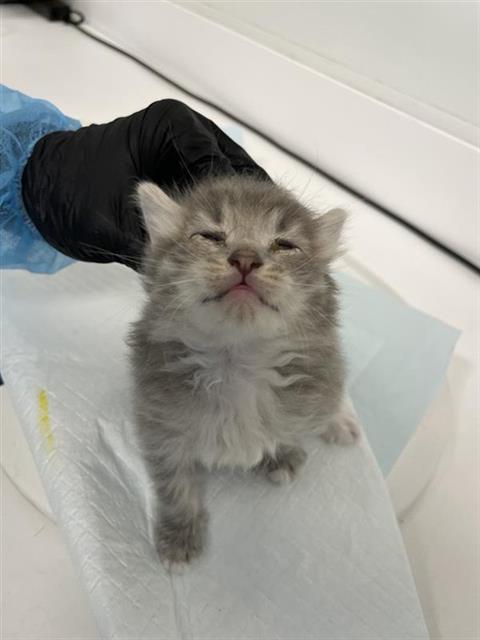 Adoptable Cat