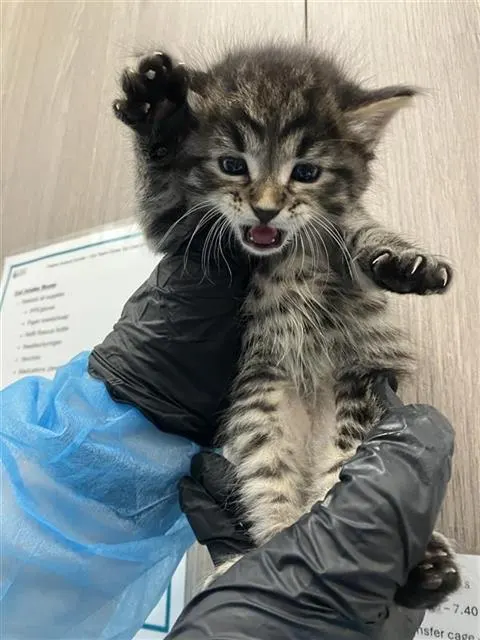 Adoptable Cat