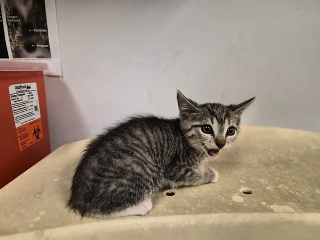 Adoptable Cat