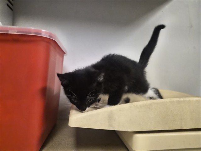 Adoptable Cat