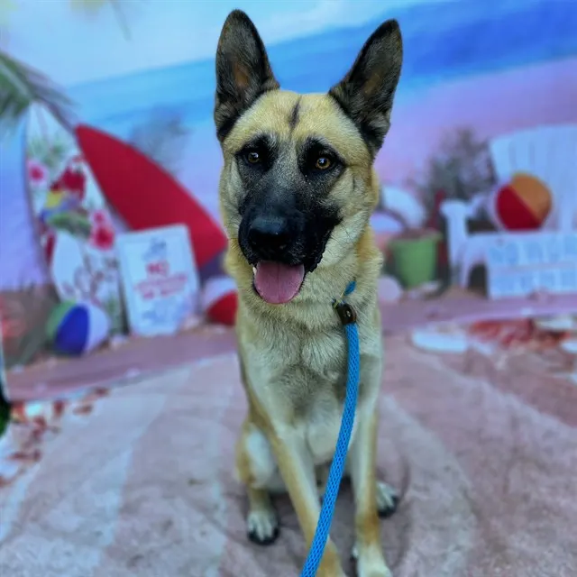 Rocko