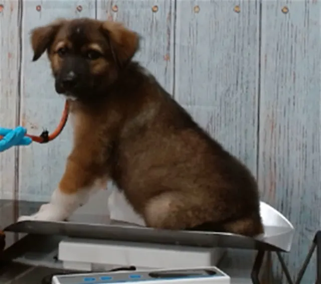 Comet
