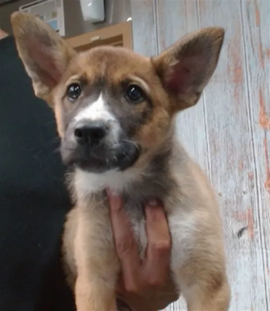 Stella