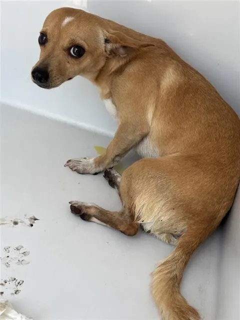 Adoptable Dog