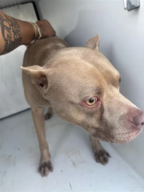 Adoptable Dog