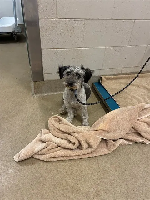 Adoptable Dog