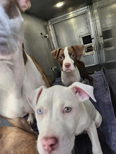 Adoptable Dog