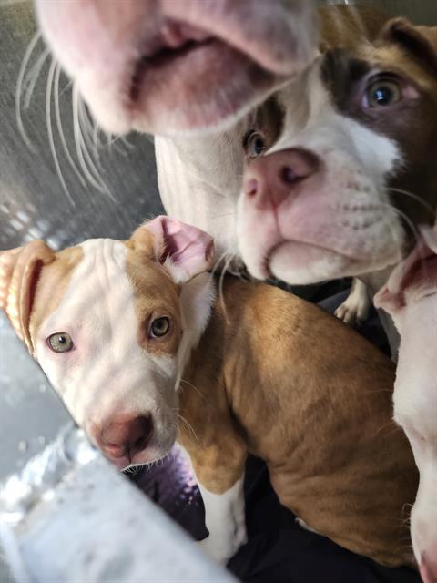 Adoptable Dog