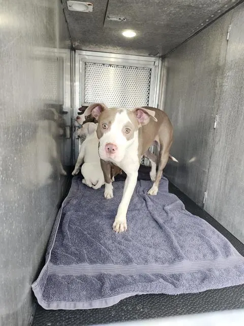 Adoptable Dog
