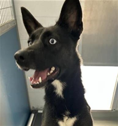 Adoptable Dog