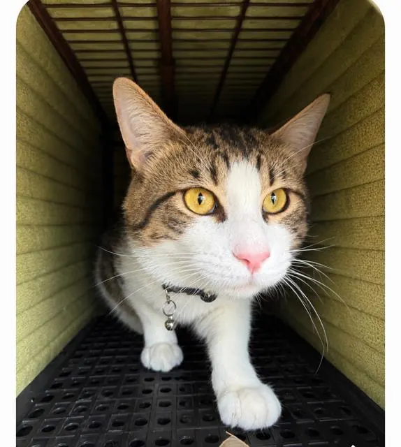 Adoptable Cat