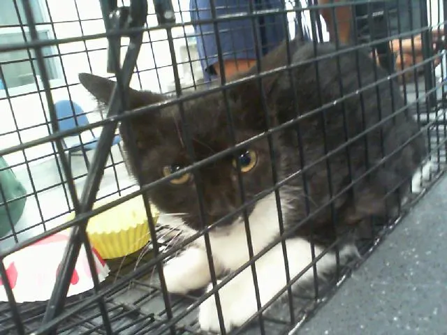 Adoptable Cat