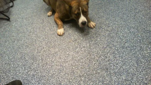 Adoptable Dog