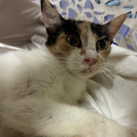 Nova