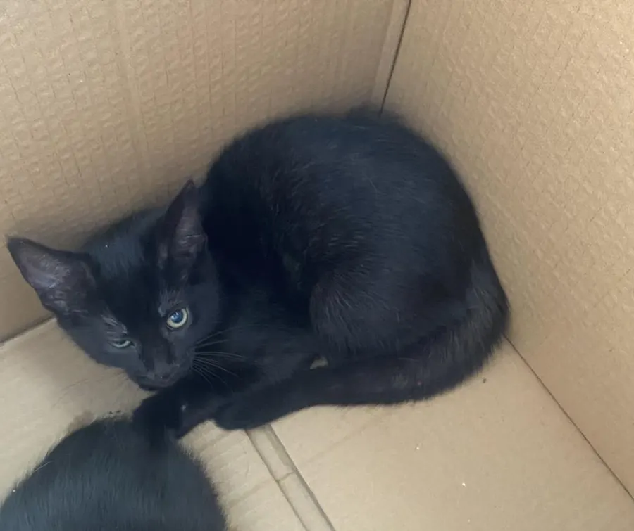 Coal