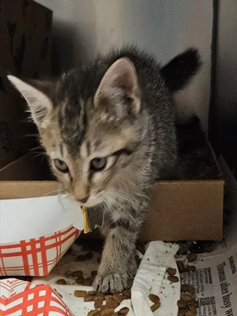 Mittens