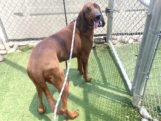 Snoop