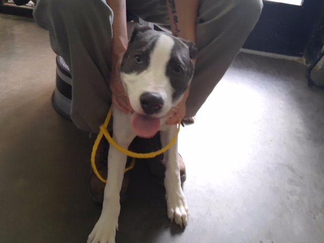 Chester