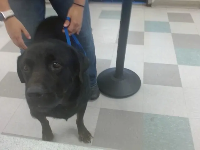Adoptable Dog