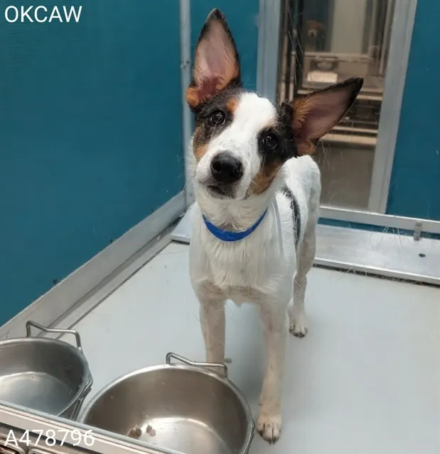 Adoptable Dog