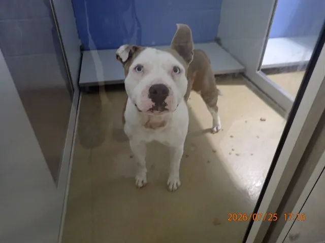 Adoptable Dog