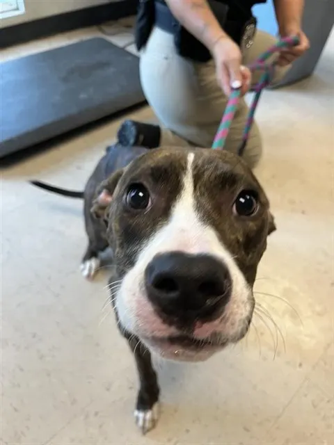 Adoptable Dog