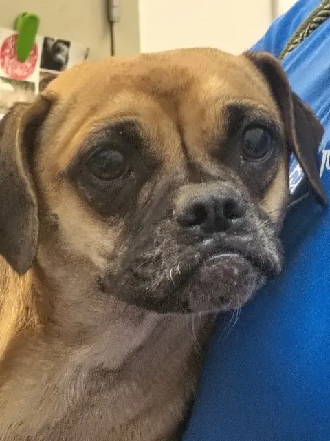 Gidget*