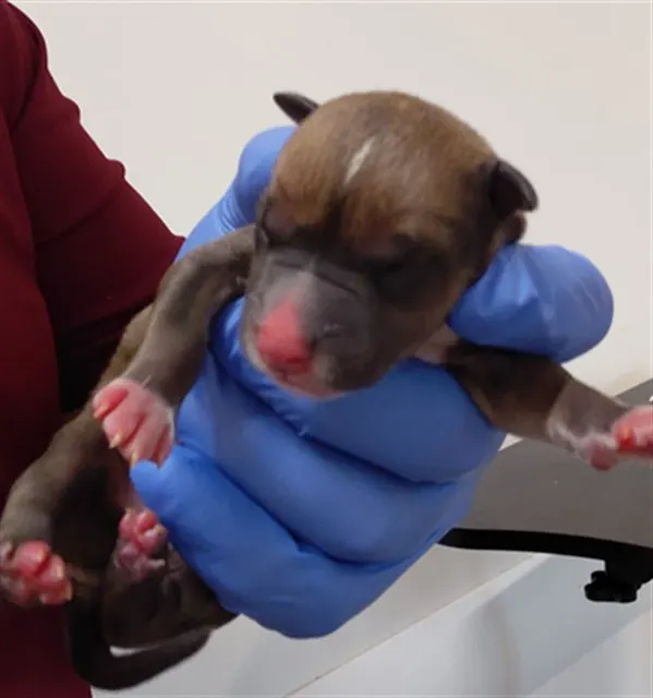 Adoptable Dog
