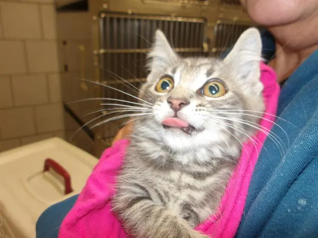 Adoptable Cat